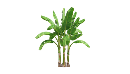Banana tree with large green tropical leaves natural fruit plant agricultural farming crop foliage isolated on white background