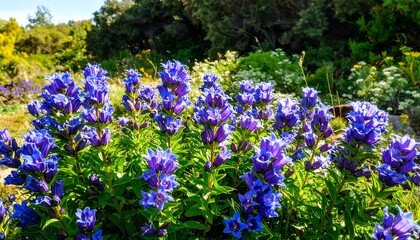 Obraz premium Vibrant purple flowers in a garden setting