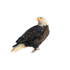 american bald eagle isolated