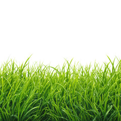 Fototapeta premium Lush green grass blades with water droplets against black nature fresh, Isolated On Png Transparent Background