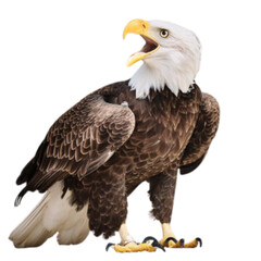Fototapeta premium bald eagle on white background