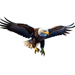 bald eagle in flight