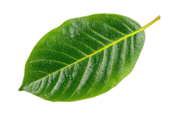 Close-up of a vibrant green leaf (9)
