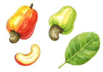 Watercolor Botanical Illustration Cashew Fruits and Leaf - Fresh Organic Plant Set for Food Design