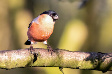 Male Bullfinch Perched on Branch