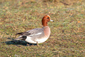 Male Wigeon