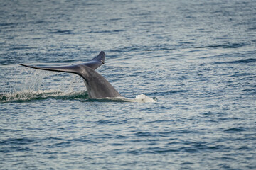 the whale in the sea with dramatic tone