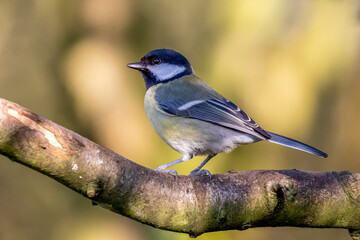 Obraz premium Great Tit Perching on Branch