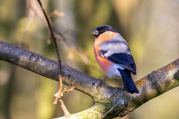 Male Bullfinch Perched on Branch and Looking Back