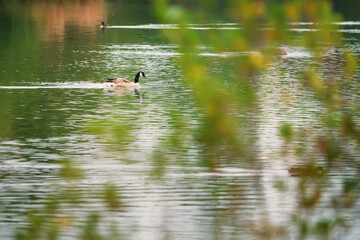 Canada Goose in Branton Lakes Nature Reserve, which was constructed from a former mineral quarry, located at Branton in the Breamish Valley, Northumberland