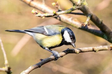 Great Tit Perching on Branch