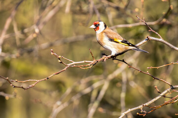 Goldfinch Perched on Branch