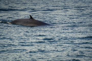 the whale in the sea with dramatic tone