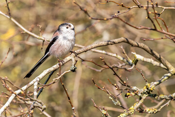 Long-tailed Tit Perched