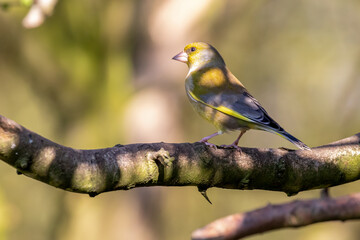 Greenfinch Perched on Branch