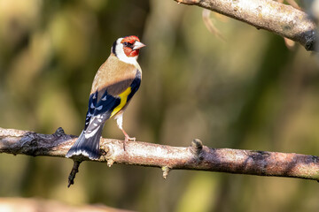 Goldfinch Perching on Branch and Looking Back