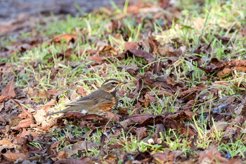 Redwing on Ground