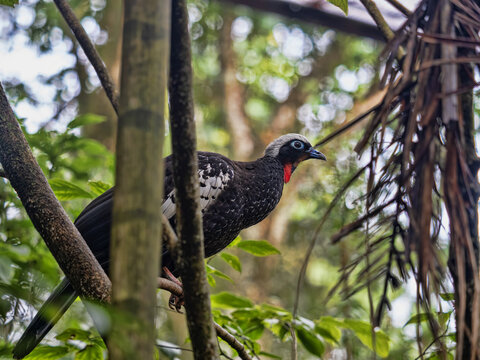 Brazil, Blue-throated piping guan, Aburria pipile cumanensis, hiding in dense vegetation.