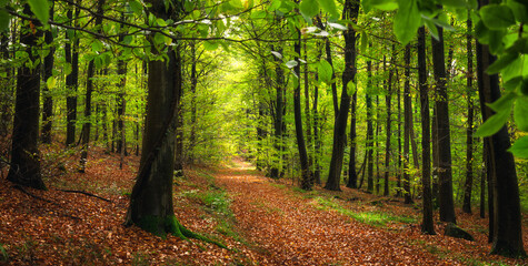 Scenic path in lush green beech forest with tranquil sunlight. The vibrant natural colors convey the feeling of fresh air