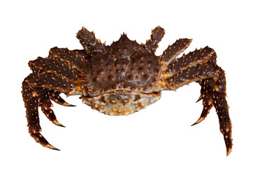 Fresh spiny king crab isolated on white