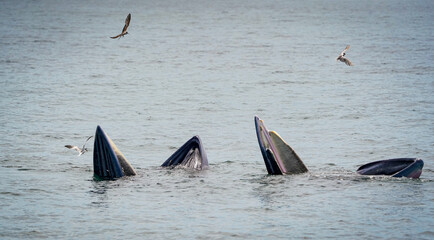 Naklejka premium the bryde's whale in the nature with dramatic tone