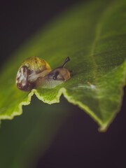 A small Green Garden Snail (Cantareus apertus) on a leaf