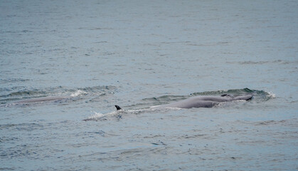 Fototapeta premium the bryde's whale in the nature with dramatic tone
