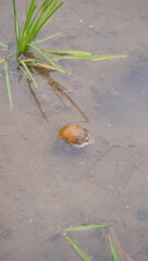 rice field snails and rice field water puddles