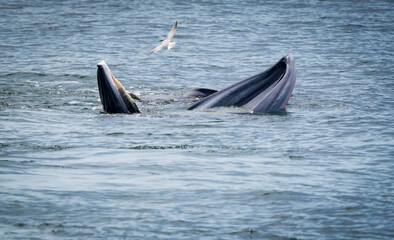 the bryde's whale in the nature with dramatic tone © popp_photolia