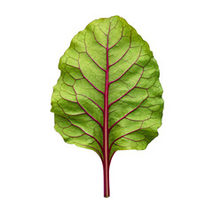 Vibrant green beet leaf with red veins on black background