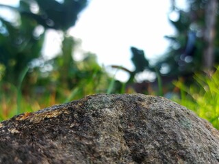 Lichen grows on rocks in the mountain forests of Bali Island