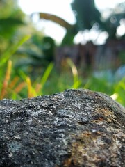 Lichen grows on rocks in the mountain forests of Bali Island