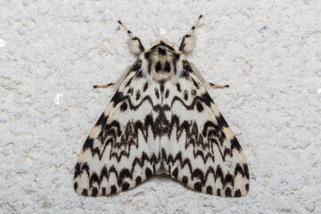 Obraz premium Male Black Arches Moth