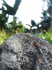Lichen grows on rocks in the mountain forests of Bali Island
