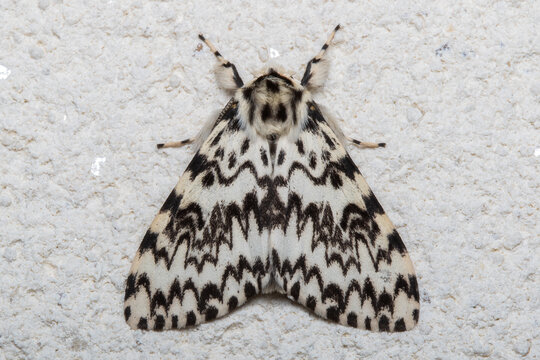 Male Black Arches Moth