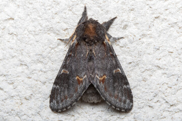 Iron Prominent Moth