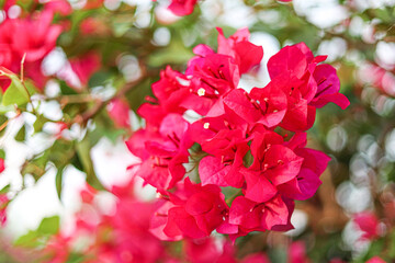 Close-up of bright red, pink, and magenta flowers bloom in the morning of the bougainvillea. (Paper Flower).