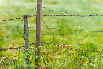 Barbed wire coils around a wooden post, surrounded by shrubs and vibrant green grass under bright daylight, showcasing rural landscape.
