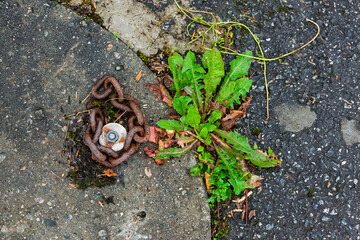 Rusty chain lies beside vibrant green weeds growing through cracks in the pavement on a sunny day in an urban location.