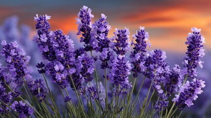Obraz premium Vibrant Field of Fresh Lavender Flowers Under Colorful Sunset Sky