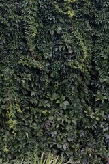 Lush Green Ivy Wall Background Texture