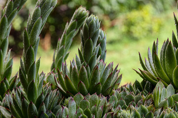 Water drops on Sempervivum tectorum