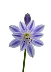 Isolated Transparent Background Flower with Purple White Petals Photo