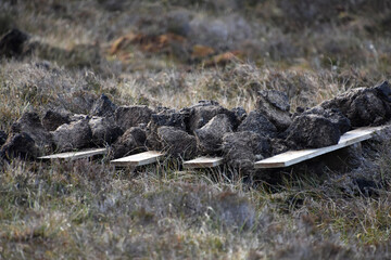 Peat Bricks for Harvesting in Scotland