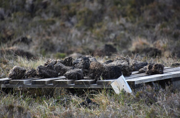 Palette with Drying Peat Bricks in Scotland