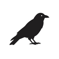 Silhouette of a black crow bird standing on its feet against a white background