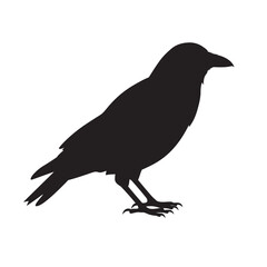 Silhouette of a black crow standing on its feet against a white background
