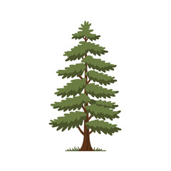 A tall majestic evergreen conifer tree with lush green needles and a sturdy brown trunk on a white background