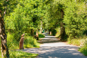 Deenagh woodland trail in Killarney