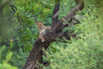 wild indian female leopard panther panthera pardus hanging climbing on tree trunk with eye contact in natural scenic monsoon green background jhalana forest leopard reserve jaipur rajasthan india asia